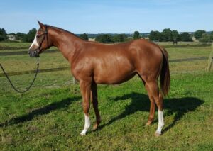 24. MRS SIA (SWE) Ch Filly Center Divider x Red Double