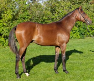 79. VALON (DEN) Colt by Special Quest x Top Pearl