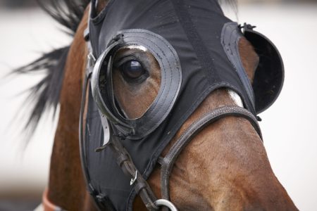 Race horse head with blinkers detail. Horizontal
